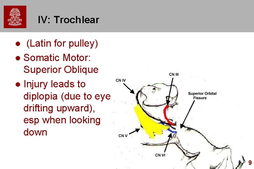 IV: Trochlear (Latin for pulley) l Somatic Motor: Superior Oblique l Injury leads to