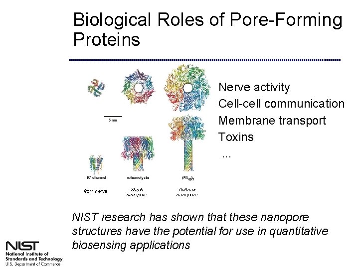 Biological Roles of Pore-Forming Proteins Nerve activity Cell-cell communication Membrane transport Toxins. . .