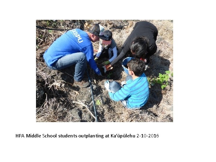 HPA Middle School students outplanting at Ka‘ūpūlehu 2 -10 -2016 