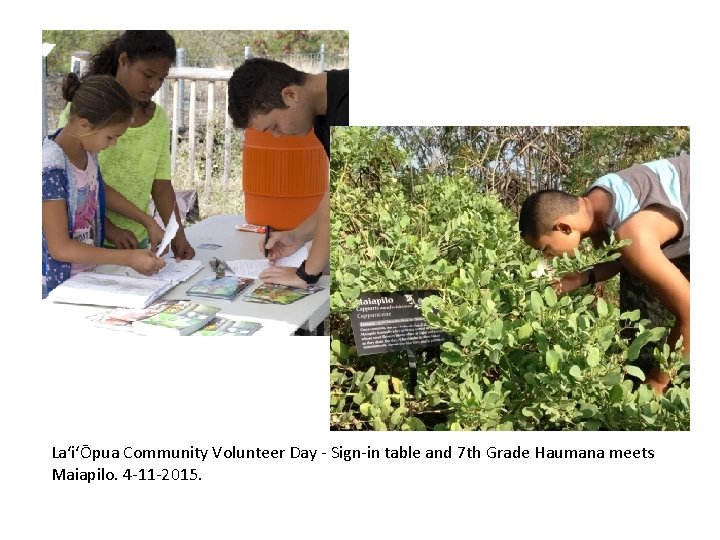 LaʻiʻŌpua Community Volunteer Day - Sign-in table and 7 th Grade Haumana meets Maiapilo.