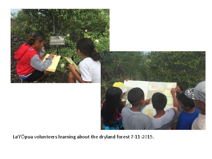 LaʻiʻŌpua volunteers learning about the dryland forest 7 -11 -2015. 