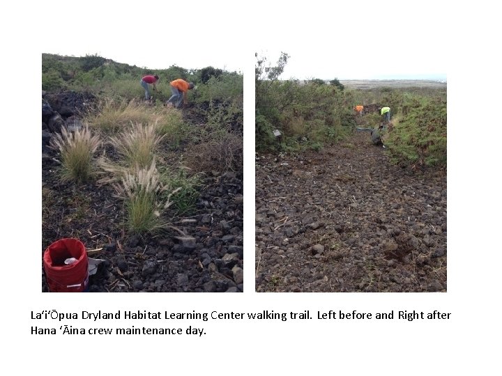 LaʻiʻŌpua Dryland Habitat Learning Center walking trail. Left before and Right after Hana ʻĀina