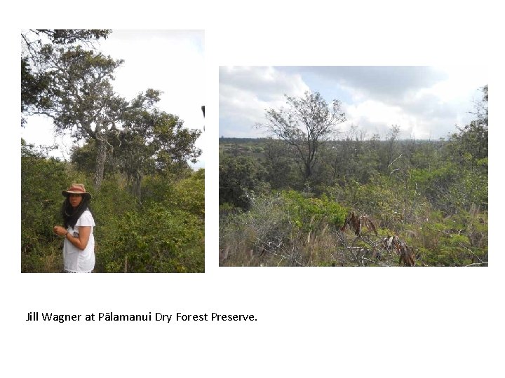 Jill Wagner at Pālamanui Dry Forest Preserve. 