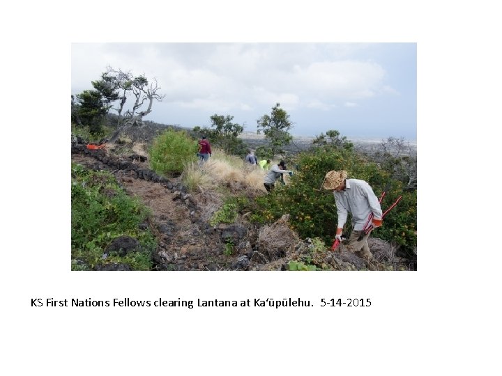 KS First Nations Fellows clearing Lantana at Ka‘ūpūlehu. 5 -14 -2015 