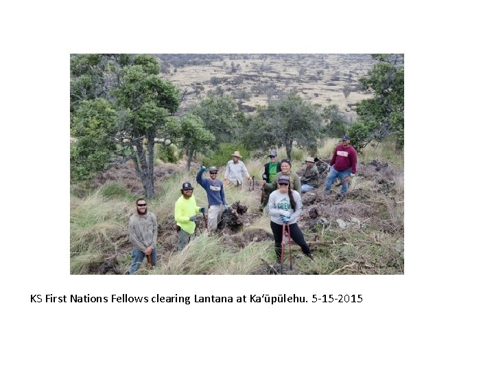 KS First Nations Fellows clearing Lantana at Ka‘ūpūlehu. 5 -15 -2015 