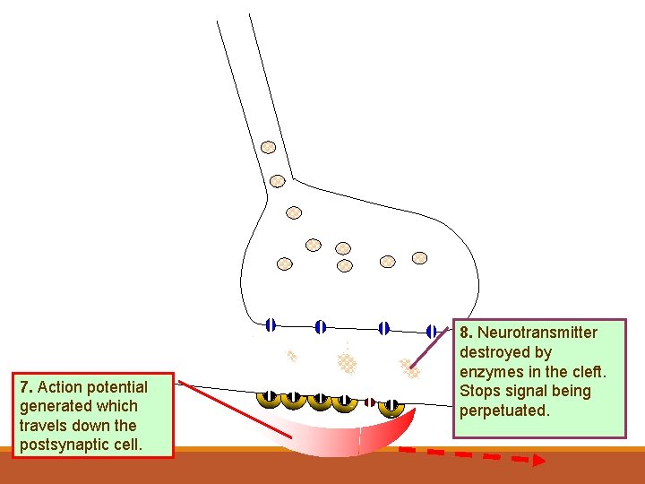 7. Action potential generated which travels down the postsynaptic cell. 8. Neurotransmitter destroyed by