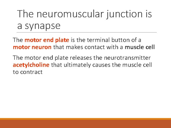 The neuromuscular junction is a synapse The motor end plate is the terminal button