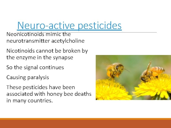 Neuro-active pesticides Neonicotinoids mimic the neurotransmitter acetylcholine Nicotinoids cannot be broken by the enzyme