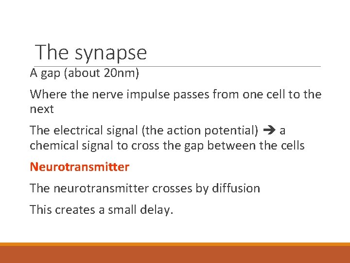 The synapse A gap (about 20 nm) Where the nerve impulse passes from one