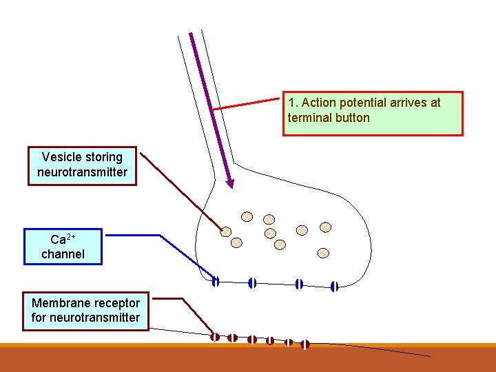 1. Action potential arrives at terminal button Vesicle storing neurotransmitter Ca 2+ channel Membrane