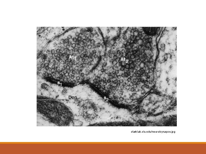 starklab. slu. edu/neuro/synapse. jpg  starklab. slu. edu/neuro/synapse. jpg