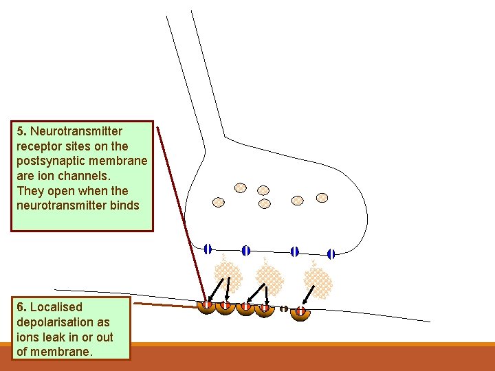 5. Neurotransmitter receptor sites on the postsynaptic membrane are ion channels. They open when