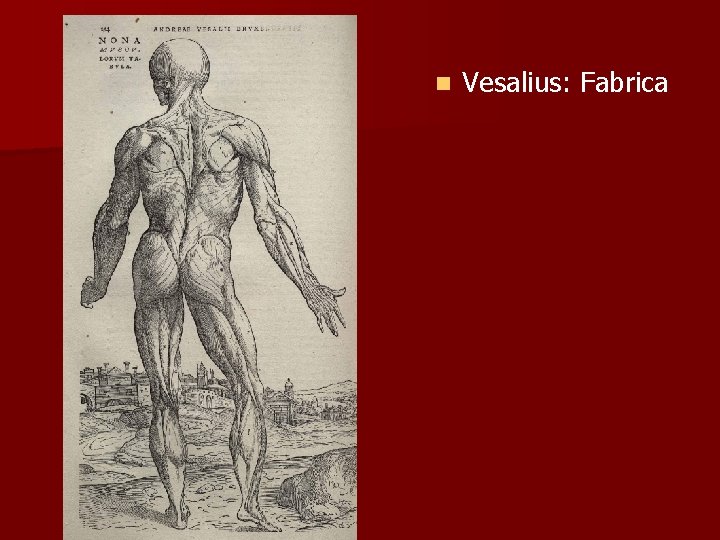 n Vesalius: Fabrica n Vesalius: Fabrica