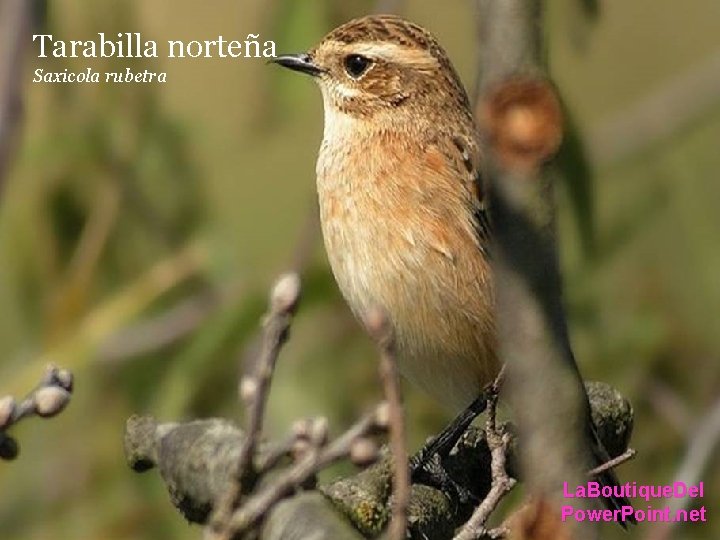Tarabilla norteña Saxicola rubetra La. Boutique. Del Power. Point. net Tarabilla norteña Saxicola rubetra La. Boutique. Del Power. Point. net