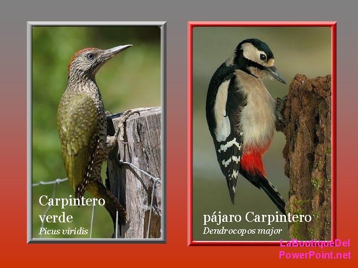 Carpintero verde pájaro Carpintero Picus viridis Dendrocopos major La. Boutique. Del Power. Point. net Carpintero verde pájaro Carpintero Picus viridis Dendrocopos major La. Boutique. Del Power. Point. net