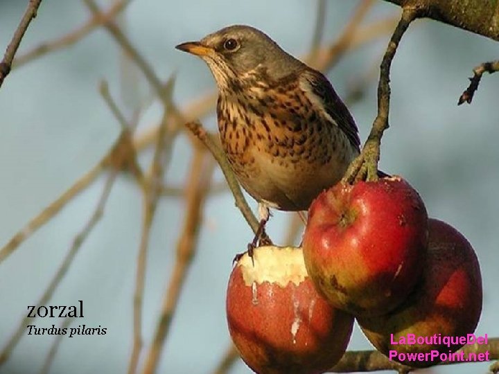 zorzal Turdus pilaris La. Boutique. Del Power. Point. net zorzal Turdus pilaris La. Boutique. Del Power. Point. net