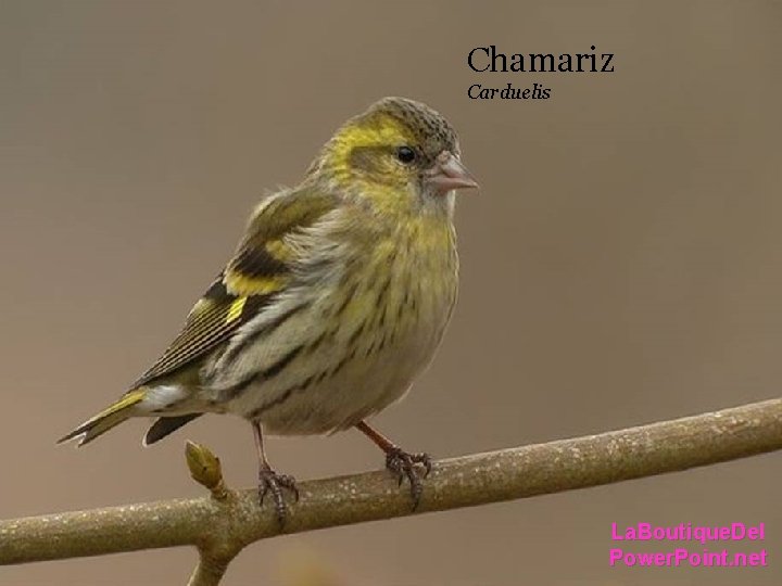 Chamariz Carduelis La. Boutique. Del Power. Point. net Chamariz Carduelis La. Boutique. Del Power. Point. net