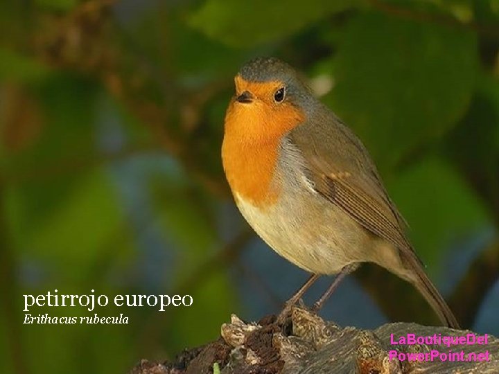 petirrojo europeo Erithacus rubecula La. Boutique. Del Power. Point. net petirrojo europeo Erithacus rubecula La. Boutique. Del Power. Point. net