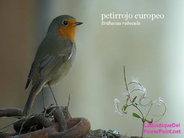 petirrojo europeo Erithacus rubecula La. Boutique. Del Power. Point. net petirrojo europeo Erithacus rubecula La. Boutique. Del Power. Point. net