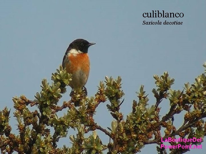 culiblanco Saxicola dacotiae La. Boutique. Del Power. Point. net culiblanco Saxicola dacotiae La. Boutique. Del Power. Point. net