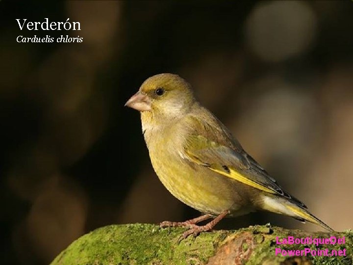 Verderón Carduelis chloris La. Boutique. Del Power. Point. net Verderón Carduelis chloris La. Boutique. Del Power. Point. net