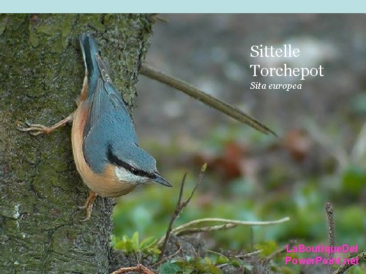 Sittelle Torchepot Sita europea La. Boutique. Del Power. Point. net Sittelle Torchepot Sita europea La. Boutique. Del Power. Point. net