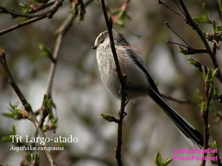Tit Largo-atado Aegithalos europaeus La. Boutique. Del Power. Point. net Tit Largo-atado Aegithalos europaeus La. Boutique. Del Power. Point. net