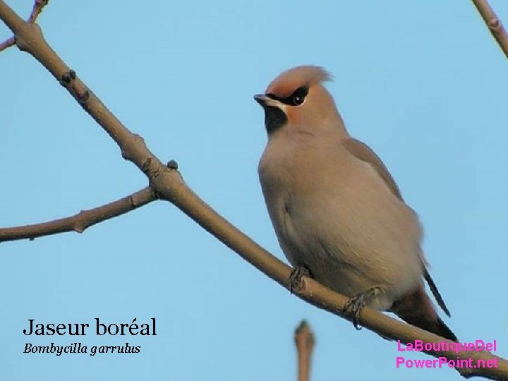 Jaseur boréal Bombycilla garrulus La. Boutique. Del Power. Point. net Jaseur boréal Bombycilla garrulus La. Boutique. Del Power. Point. net