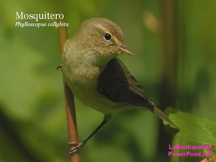 Mosquitero Phylloscopus collybita La. Boutique. Del Power. Point. net Mosquitero Phylloscopus collybita La. Boutique. Del Power. Point. net