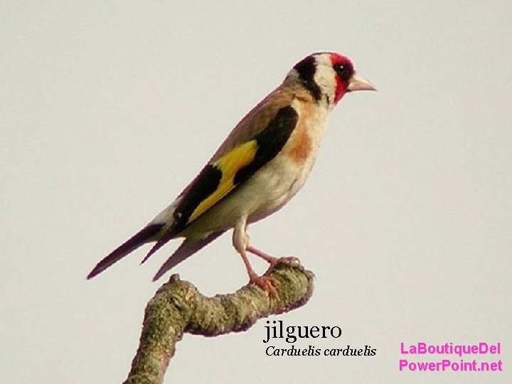 Chouette hulotte. jilguero Carduelis carduelis La. Boutique. Del Power. Point. net Chouette hulotte. jilguero Carduelis carduelis La. Boutique. Del Power. Point. net