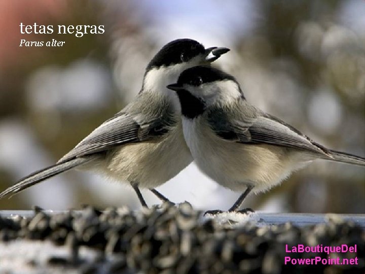 tetas negras Parus alter La. Boutique. Del Power. Point. net tetas negras Parus alter La. Boutique. Del Power. Point. net
