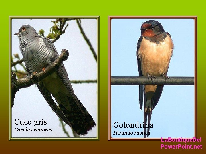 Cuco gris Cuculus canorus Golondrina Hirundo rustica La. Boutique. Del Power. Point. net Cuco gris Cuculus canorus Golondrina Hirundo rustica La. Boutique. Del Power. Point. net