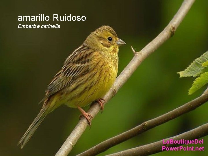 amarillo Ruidoso Emberiza citrinella La. Boutique. Del Power. Point. net amarillo Ruidoso Emberiza citrinella La. Boutique. Del Power. Point. net