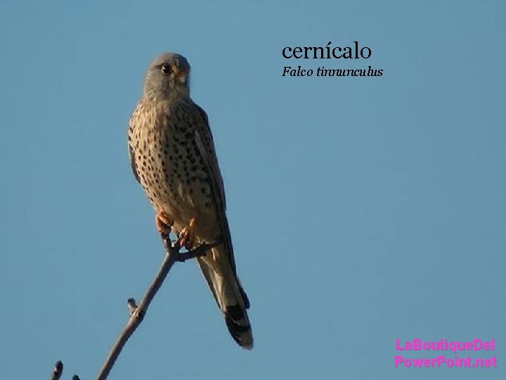 cernícalo Falco tinnunculus La. Boutique. Del Power. Point. net cernícalo Falco tinnunculus La. Boutique. Del Power. Point. net