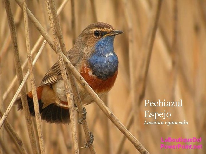 Pechiazul Espejo Luscinia cyanecula La. Boutique. Del Power. Point. net Pechiazul Espejo Luscinia cyanecula La. Boutique. Del Power. Point. net