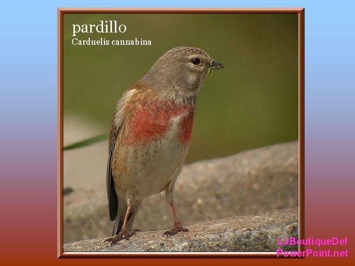 pardillo Carduelis cannabina La. Boutique. Del Power. Point. net pardillo Carduelis cannabina La. Boutique. Del Power. Point. net