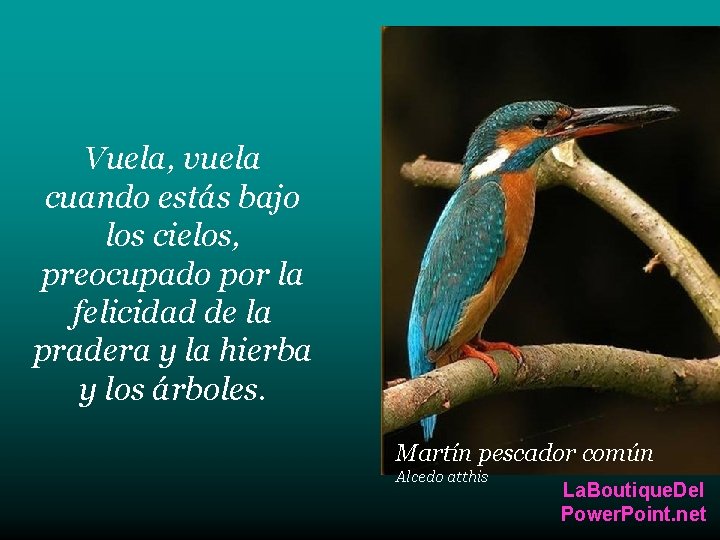 Vuela, vuela cuando estás bajo los cielos, preocupado por la felicidad de la pradera Vuela, vuela cuando estás bajo los cielos, preocupado por la felicidad de la pradera