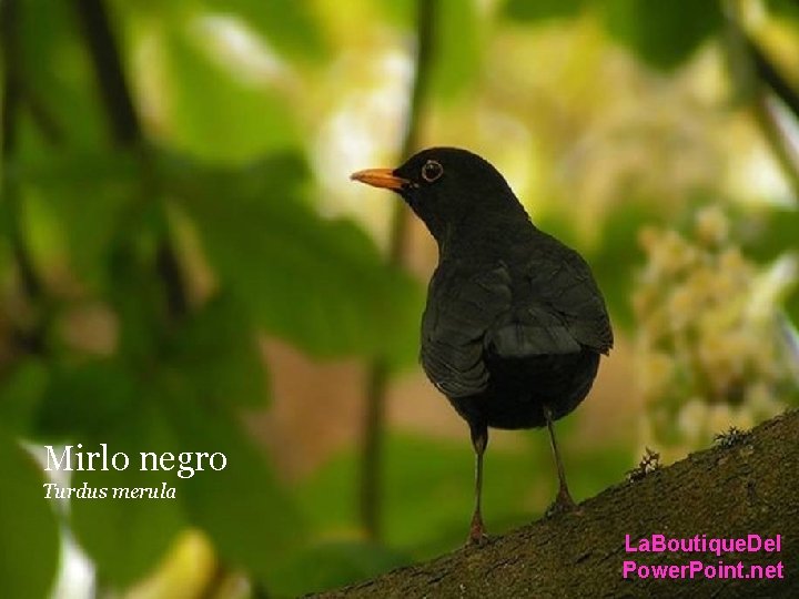 Mirlo negro Turdus merula La. Boutique. Del Power. Point. net Mirlo negro Turdus merula La. Boutique. Del Power. Point. net