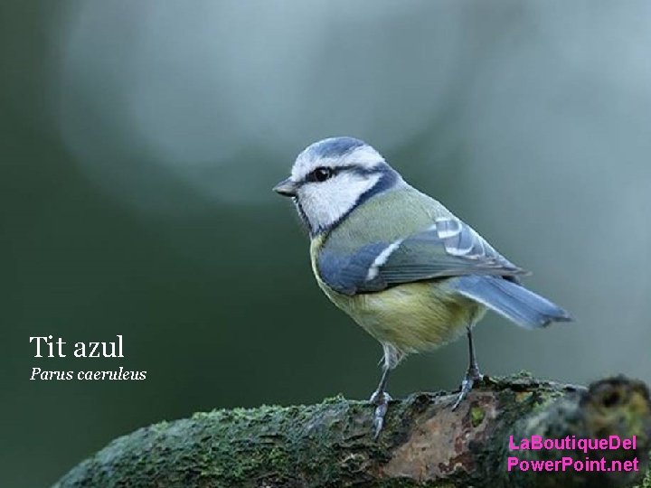 Tit azul Parus caeruleus La. Boutique. Del Power. Point. net Tit azul Parus caeruleus La. Boutique. Del Power. Point. net