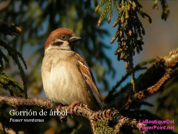 Gorrión de árbol Alouette des champs. Passer montanus La. Boutique. Del Power. Point. net Gorrión de árbol Alouette des champs. Passer montanus La. Boutique. Del Power. Point. net