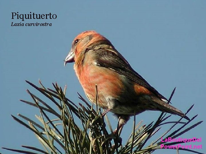 Piquituerto Laxia. Bec-croisé. curvirostra La. Boutique. Del Power. Point. net Piquituerto Laxia. Bec-croisé. curvirostra La. Boutique. Del Power. Point. net