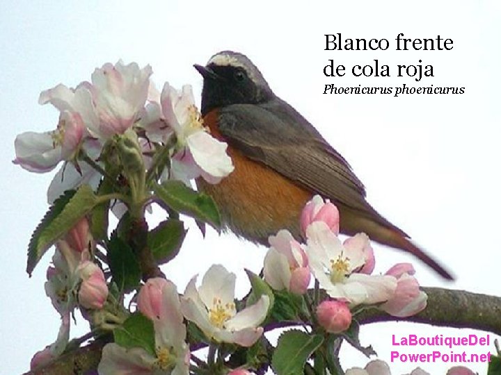 Blanco frente Rouge –queue. de cola roja Phoenicurus phoenicurus La. Boutique. Del Power. Point. Blanco frente Rouge –queue. de cola roja Phoenicurus phoenicurus La. Boutique. Del Power. Point.