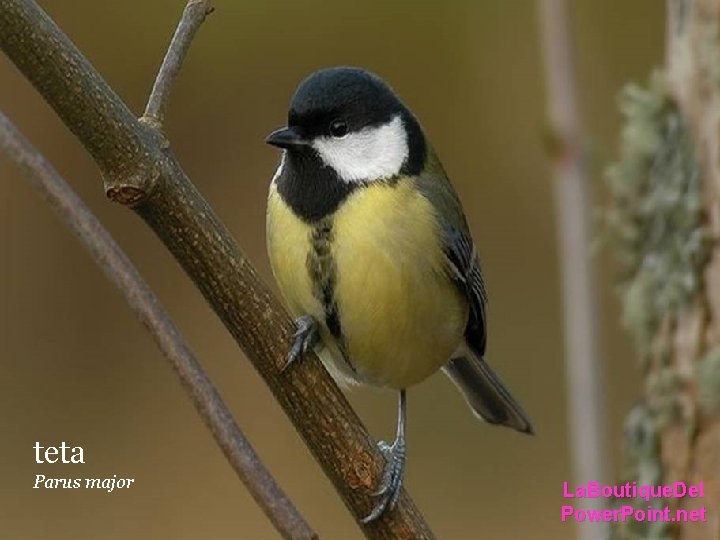 teta Parus major La. Boutique. Del Power. Point. net teta Parus major La. Boutique. Del Power. Point. net