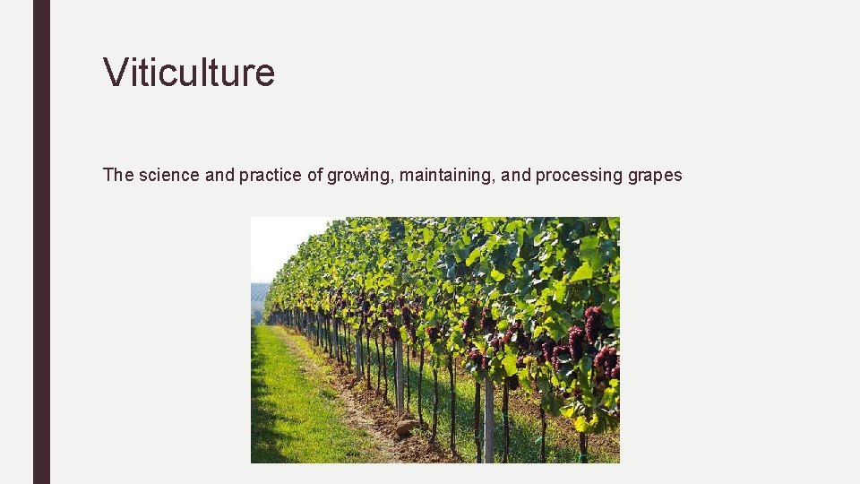 Viticulture The science and practice of growing, maintaining, and processing grapes 