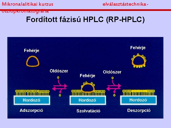 Mikronalalitikai kurzus oszlopkromatográfia elválasztástechnika- Fordított fázisú HPLC (RP-HPLC) 