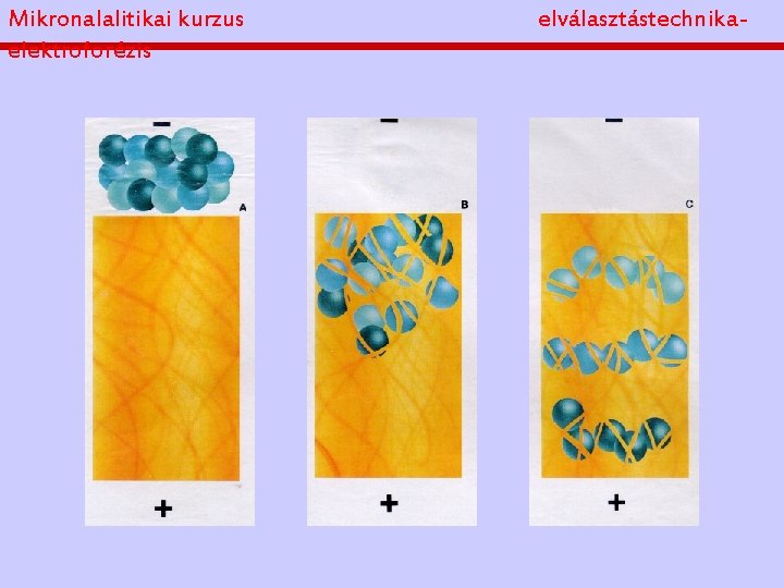 Mikronalalitikai kurzus elektroforézis elválasztástechnika- 