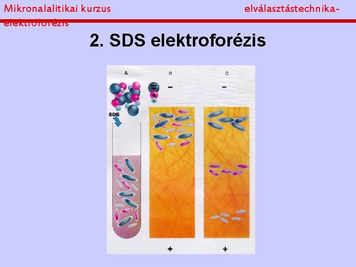 Mikronalalitikai kurzus elektroforézis elválasztástechnika- 2. SDS elektroforézis 