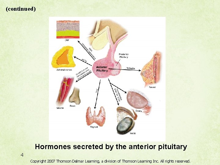 (continued) Hormones secreted by the anterior pituitary 4 Copyright 2007 Thomson Delmar Learning, a