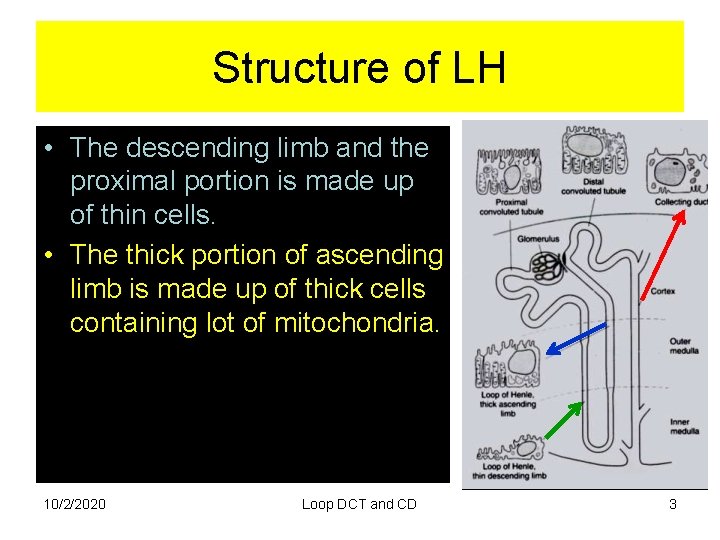 Structure of LH • The descending limb and the proximal portion is made up