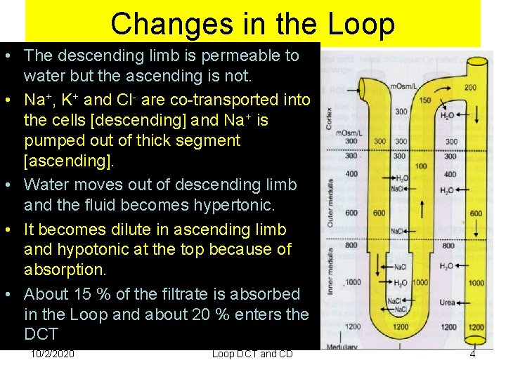 Changes in the Loop • The descending limb is permeable to water but the